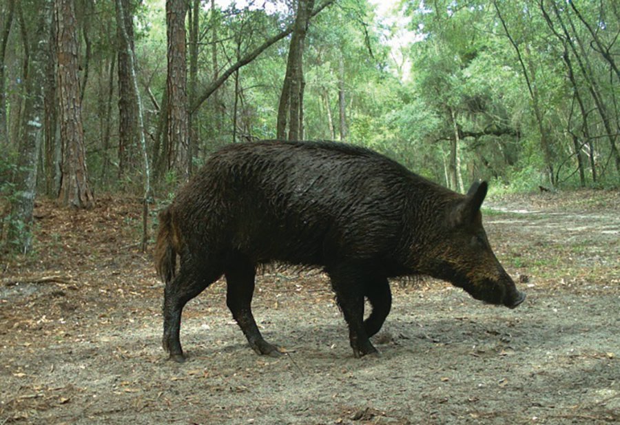 The FWC offers spring/summer wild hog hunting at 26 wildlife management areas across the state.